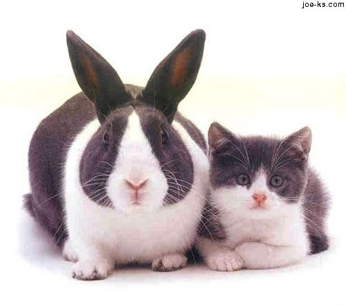 thỏ,mèo,damayman.com